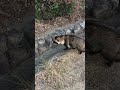 猫集会、本日のスペシャルゲストはタヌキです! #Shorts