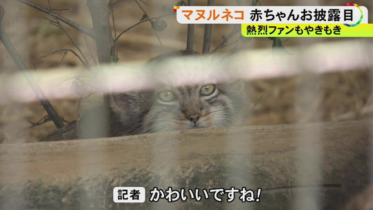 5月生まれの3匹が愛らしい姿…“マヌルネコの赤ちゃん”東山動植物園でお披露目 性別の確認前で名前はまだ