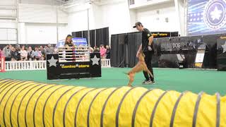 Canine Stars | Stunt Dog Show
