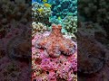 Octopus - Amazing Animals