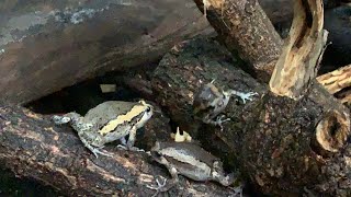 Toads and Bullfrogs Find their foods after raining 😂 by Rattana & Sumvang 425 views 2 years ago 6 minutes, 43 seconds