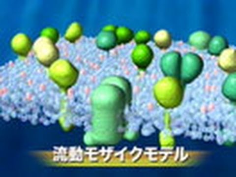 サイエンスフロンティア２１　（６４）1分子で見る細胞膜の世界　～国際共同研究「膜機構プロジェクト」の挑戦～