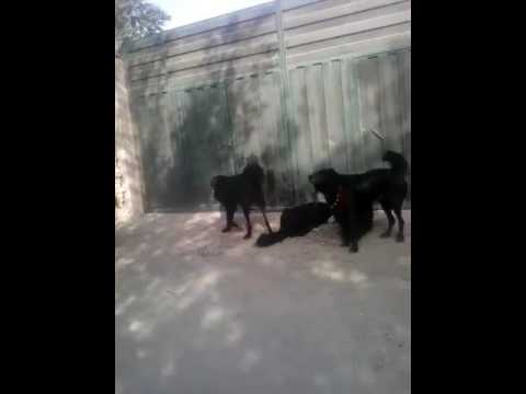 سگ های قدرجون اصفهان Esfahan 