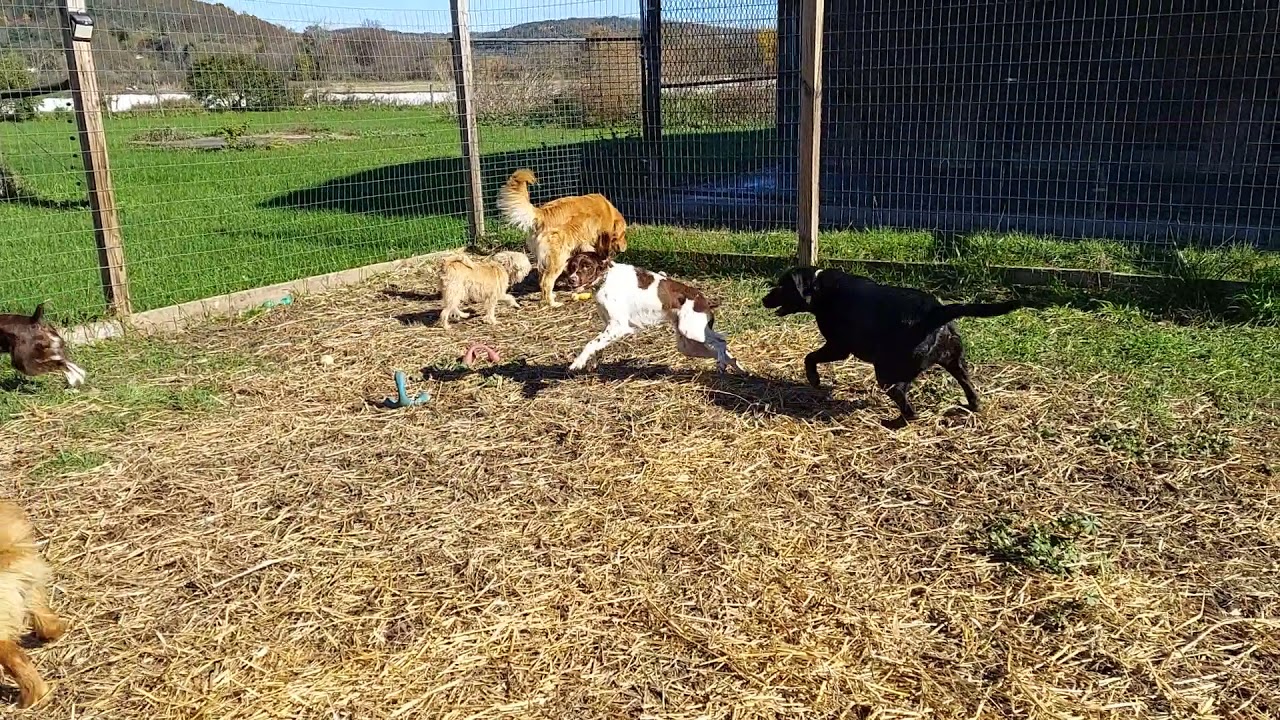 Pack fun w Finn, Lacey, Blake, Bailey, and Cooper