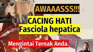 LIVER FLUORM DISEASE IN CATTLE (Fasciola hepatica)