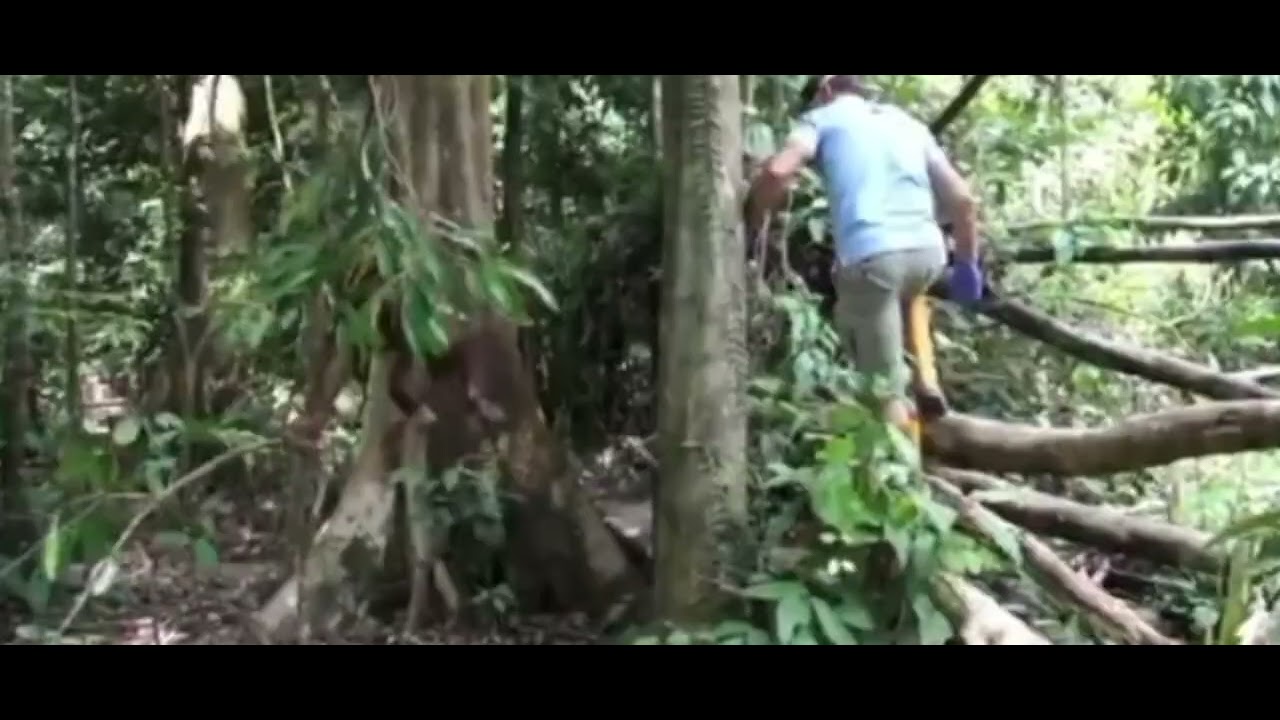 orangutan slap