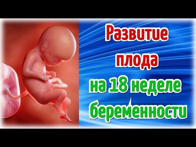 Развитие плода на 18 неделе беременности/ Календарь беременности!