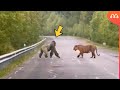 TIGRE vs GORILA  - QUEM VENCE ESSA LUTA? Gorilla vs Tiger fight real