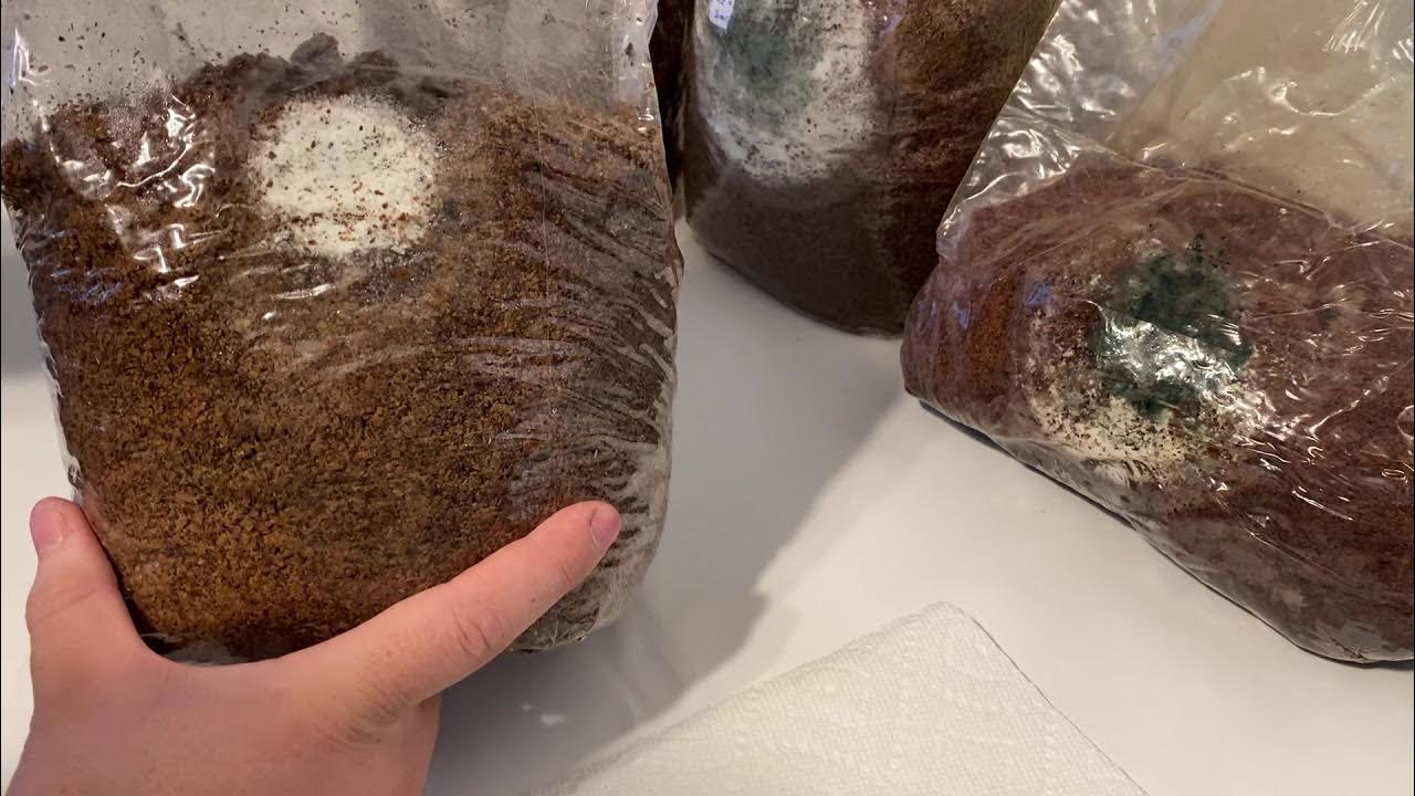 Contamination in Shiitake Blocks and Cultures YouTube