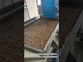 Linear vibrating screen used for black soldier fly separating