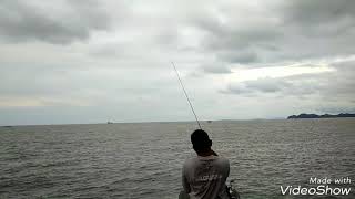 Landbase Jigging Kemaman Kerapu 1.020kg
