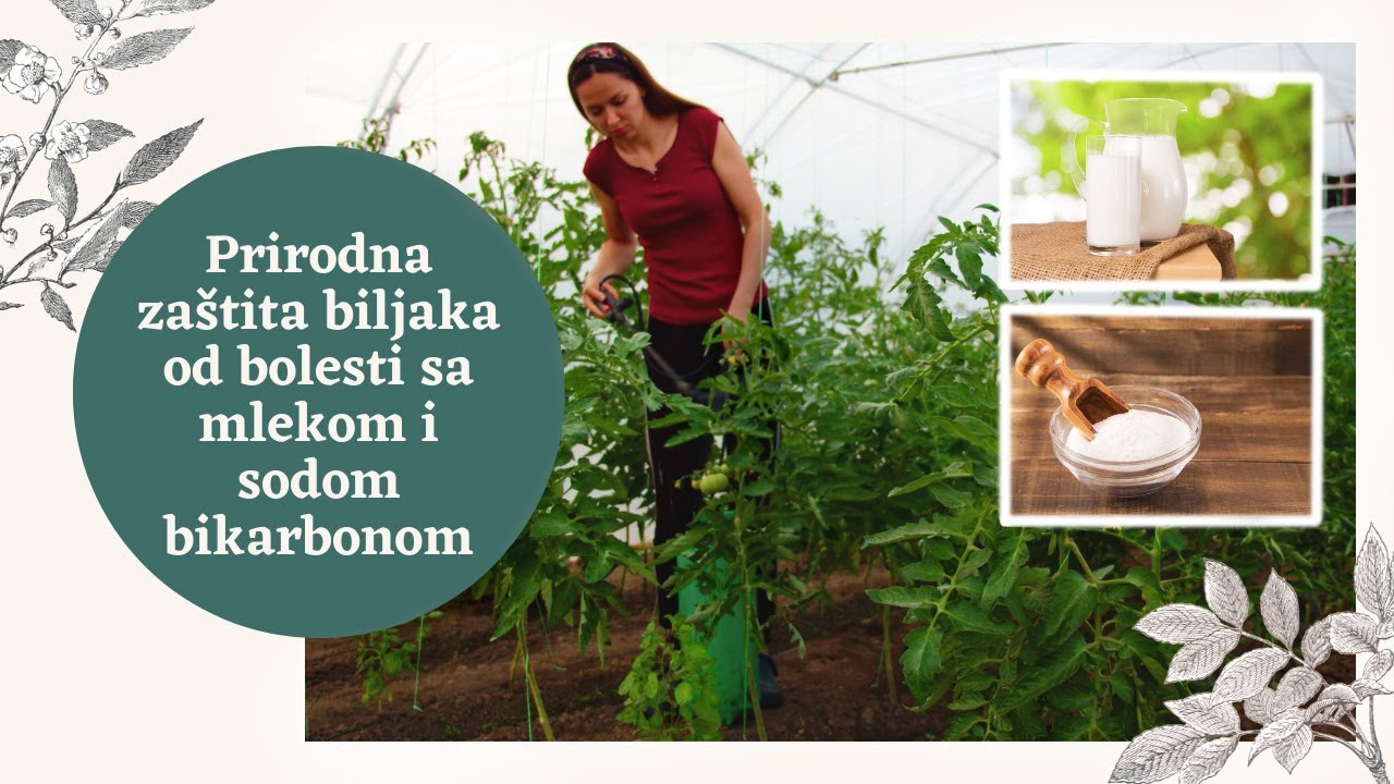 Prirodna zaštita biljaka od bolesti i štetočina sa mlekom i sodom bikarbonom