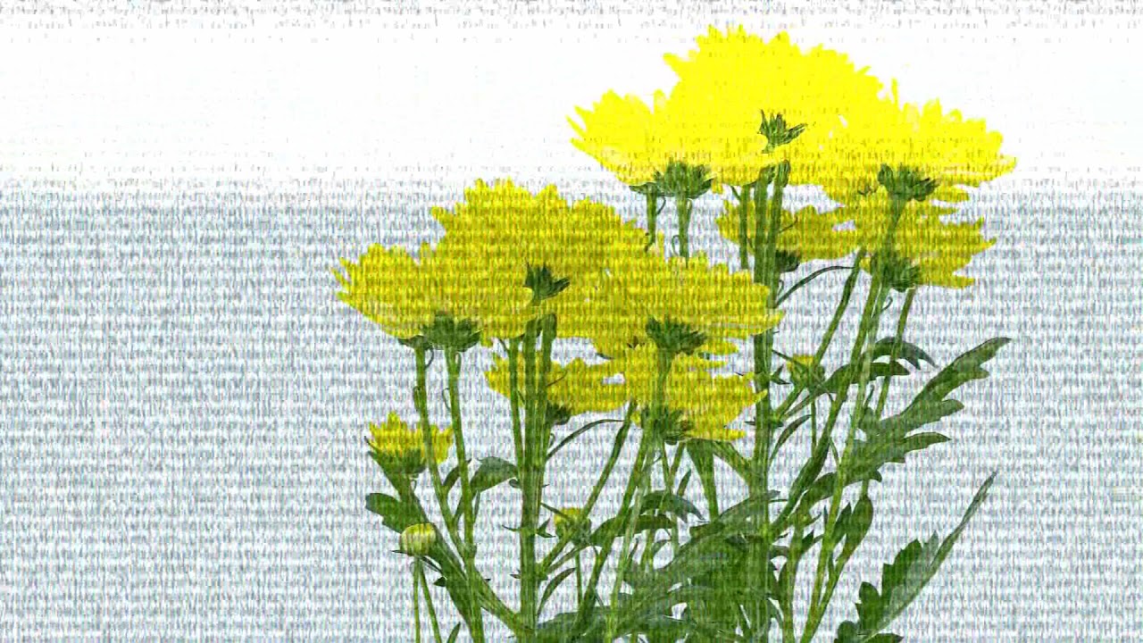 Watch Karasu - Chrysanthemum on YouTube Watch Karasu - Chrysanthemum on YouTube