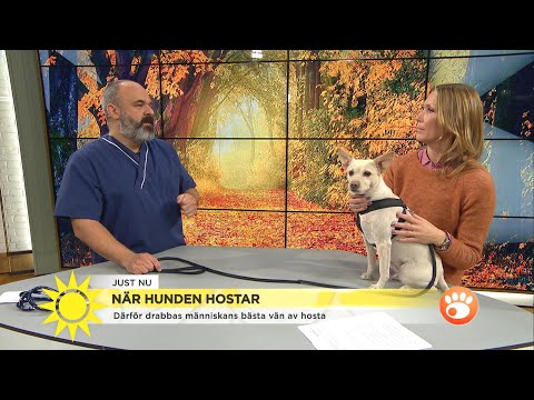 Veterinär Christophe Bujon: "Hostar hunden kan det vara ett smittsamt virus" - Nyhetsmorgon (TV4)