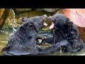 ツキノワグマ 大乱闘