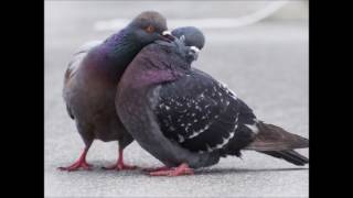 ぼくが生きていたこと 歌詞 奥田美和子 ふりがな付 歌詞検索サイト Utaten