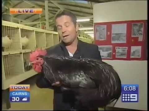 Big Black Chicken Scares Australian Reporter