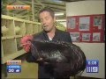 Big black chicken scares australian reporter