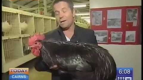 Big Black Chicken Scares Australian Reporter