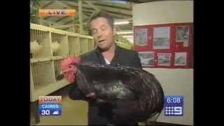 Big Black Chicken Scares Australian Reporter
