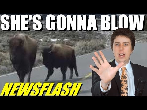 bison-run-from-yellowstone,-will-it-blow?!!---newsflash