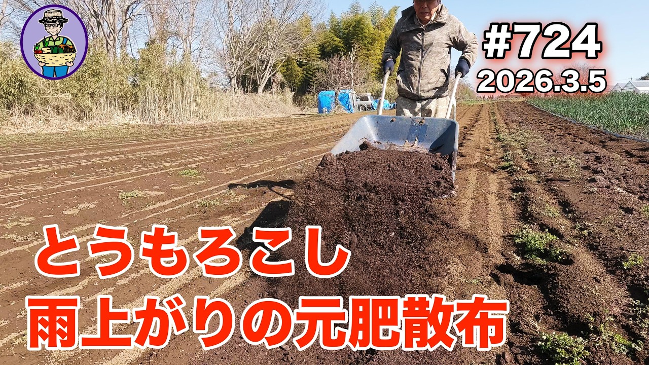 【とうもろこし】 第724話、とうもろこしと里芋の区画割りを変更して、とうもろこしの元肥を散布する。#オーガニック栽培 #家庭菜園 #農業VLOG