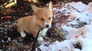 Corgi Puppy Plays In Snow for the First Time by Jackie Sullivan Passetti 9,397 views 8 years ago 17 seconds