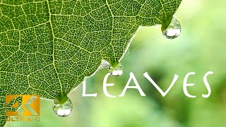 Leaves, by Nature! 4K Relaxing Music / Screensaver for Meditation Sleep