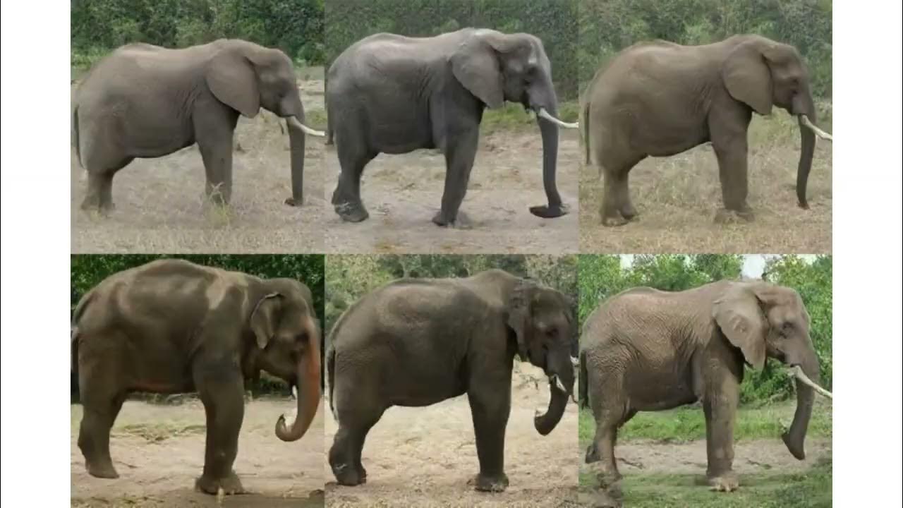 [ECCV 2024 Oral] TeFF Learning 3DAware GANs from Unposed Images with