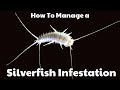 How to deal with a Silverfish infestation