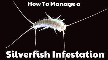 How to deal with a Silverfish infestation