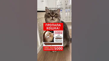 Как можно найти пропавшую кошку