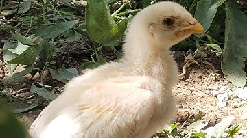 Mother Chicken and Her Chickens 