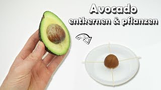 How to remove the Core of an ADVOCADO  Trick | Tutorial