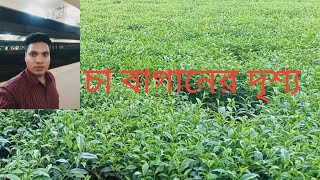 চা বাগানের দৃশ্য। পঞ্চগড়। Tea garden panchagarh l