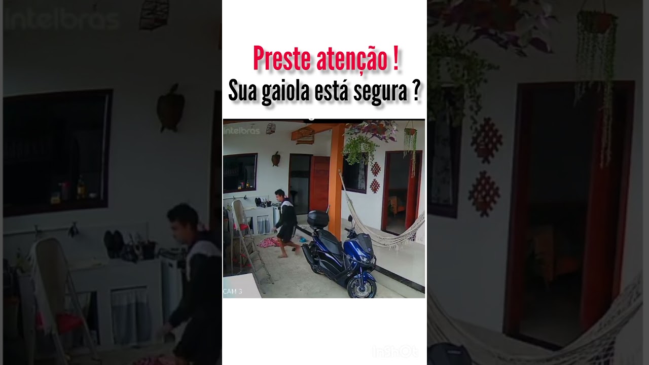 OLHA OQUE ACONTECEU COM A GAIOLA ! #trincaferro #papacapim #coleiro