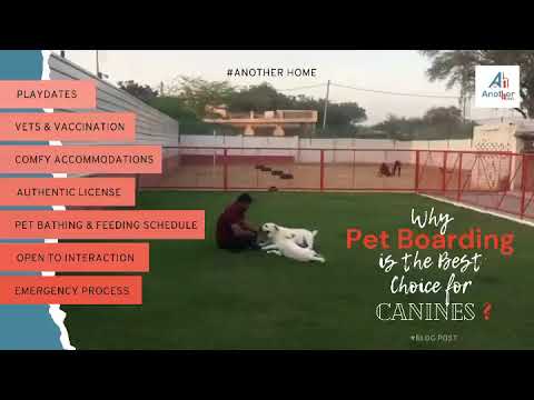 Secure And Supervised Pet Boarding Delhi