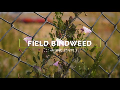 Video: Field bindweed: tavsifi, foydali xususiyatlari va qoʻllanilishi