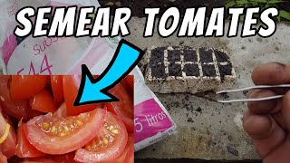 Colha tomates suculentos em casa: Descubra os segredos para semear tomates perfeitos!