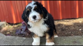 Onyx, Mini Bernedoodle by Happy Tail Pets 1,213 views 2 months ago 1 minute, 20 seconds