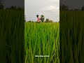 #farmer🌾 #agriculturelife #telanganafarmer #agriculture #organicfarming #villagelife #village