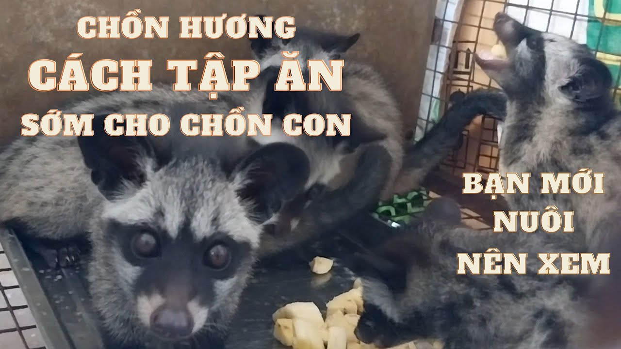 Cách tập ăn cho chồn hương con theo mẹ , Tách bầy chồn hương con #chồn ...