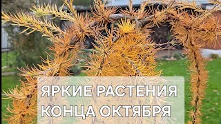видео: 🍂ЯРКИЕ РАСТЕНИЯ конца ОКТЯБРЯ🍂 картинка: 🍂ЯРКИЕ РАСТЕНИЯ конца ОКТЯБРЯ🍂