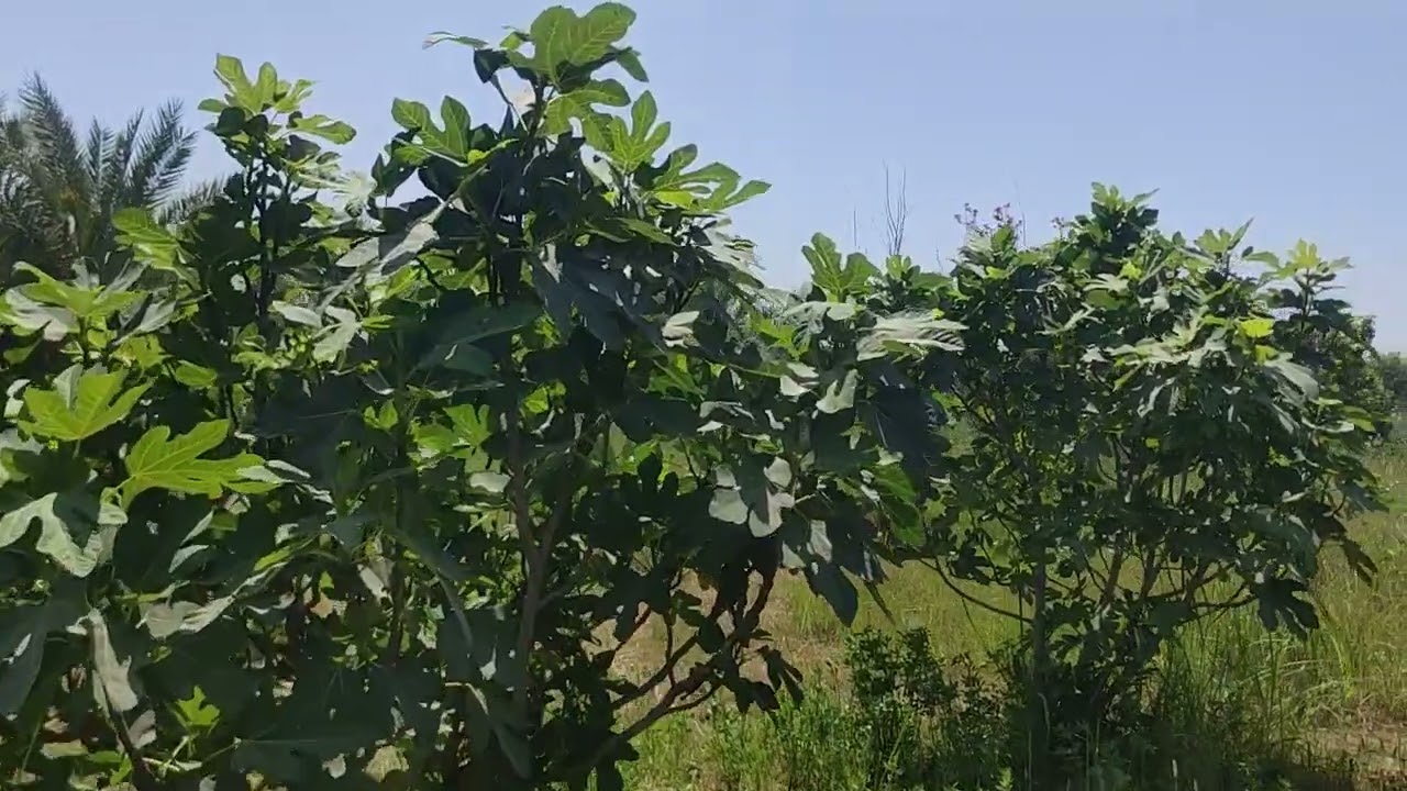 بستان ٣ دونم ونص العنوان حله الرغيله السعر ٣٣٠ مليون ٠٧٨٠٣٣٦٥٢٠٧/٠٧٧٣٦٠٣٣٨٨٩