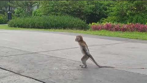 Training the baby monkey on how walking only using his foot.