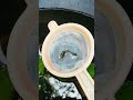 biggest guppy fish i ever seen #fishshorts #biggestguppyfish #guppyfish #guppy