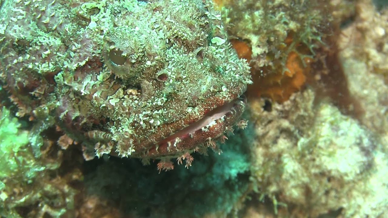 Curacao Scuba Divng Scorpion Fish Go West Diving Huron Scuba 