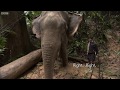 TEP Might Elephants Tree Harvesting - Human Planet - BBC