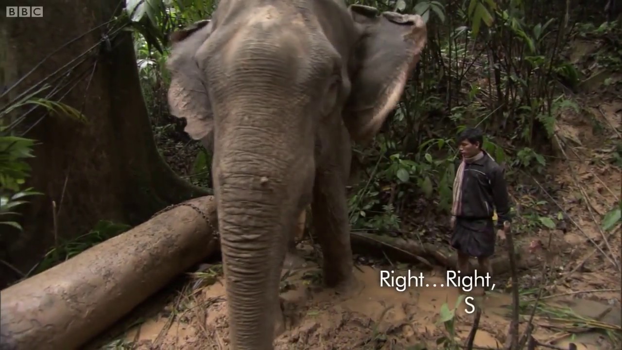 TEP Might Elephants Tree Harvesting - Human Planet - BBC