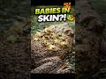 “BABIES IN SKIN!”🐸